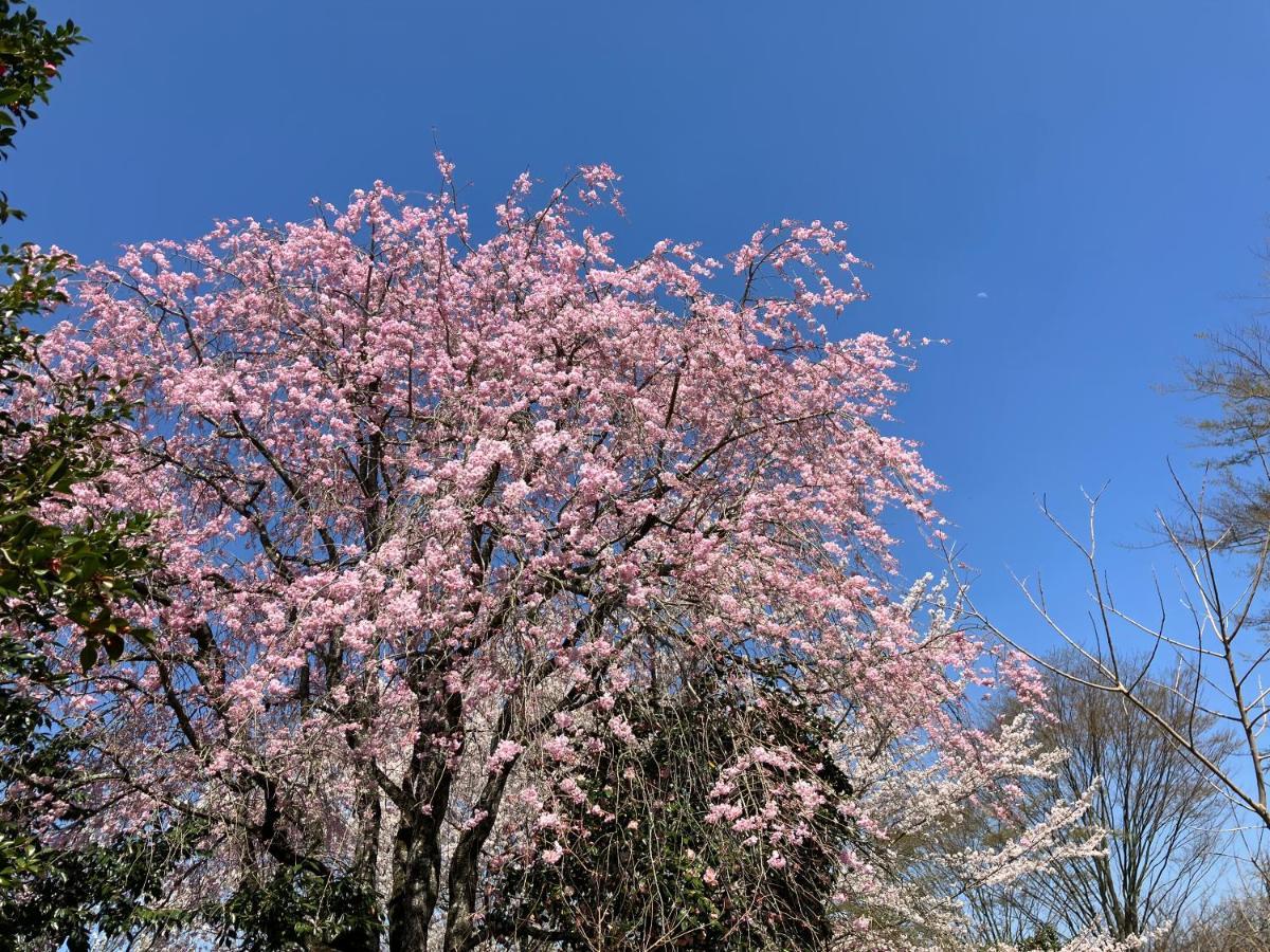お宿でん吉 Minamiaso Екстериор снимка